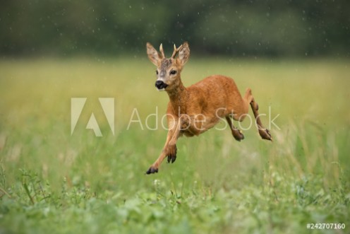 Picture of Young roe deer capreolus capreolus buck running fast in the summer rain Dynamic image of wild animal jumping in the air between water drops Wildlife scenery from nature in summer